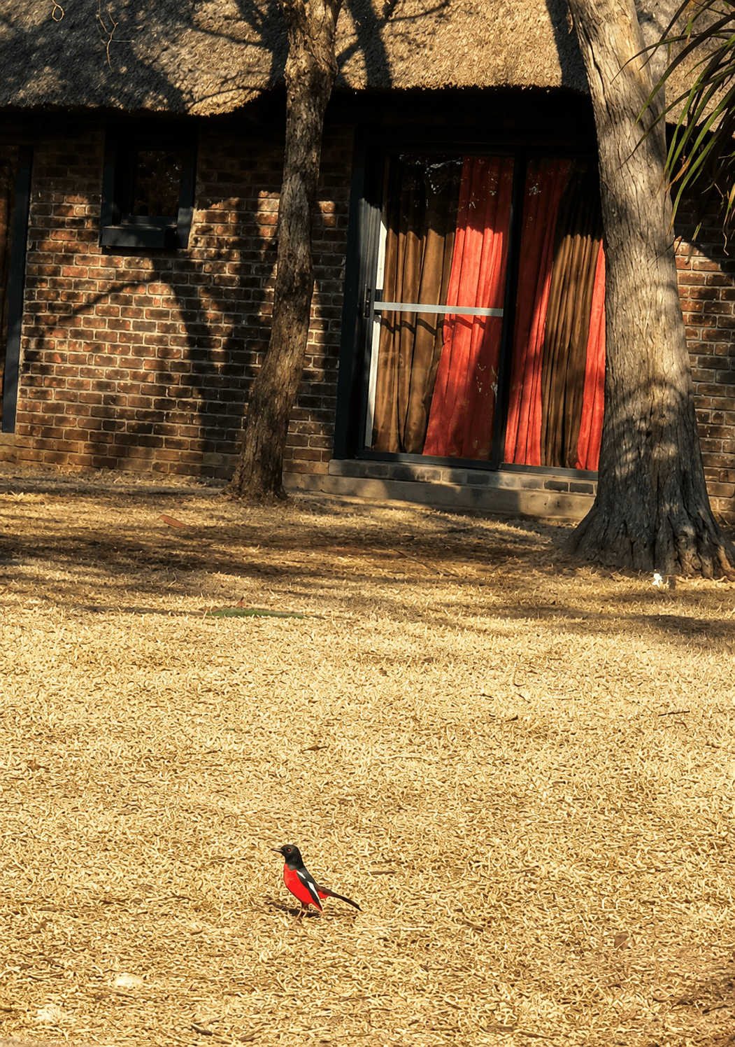 Thatched brick lodge exterior with a crimson-breasted shrike on the lawn at Bougasvlei Safaris