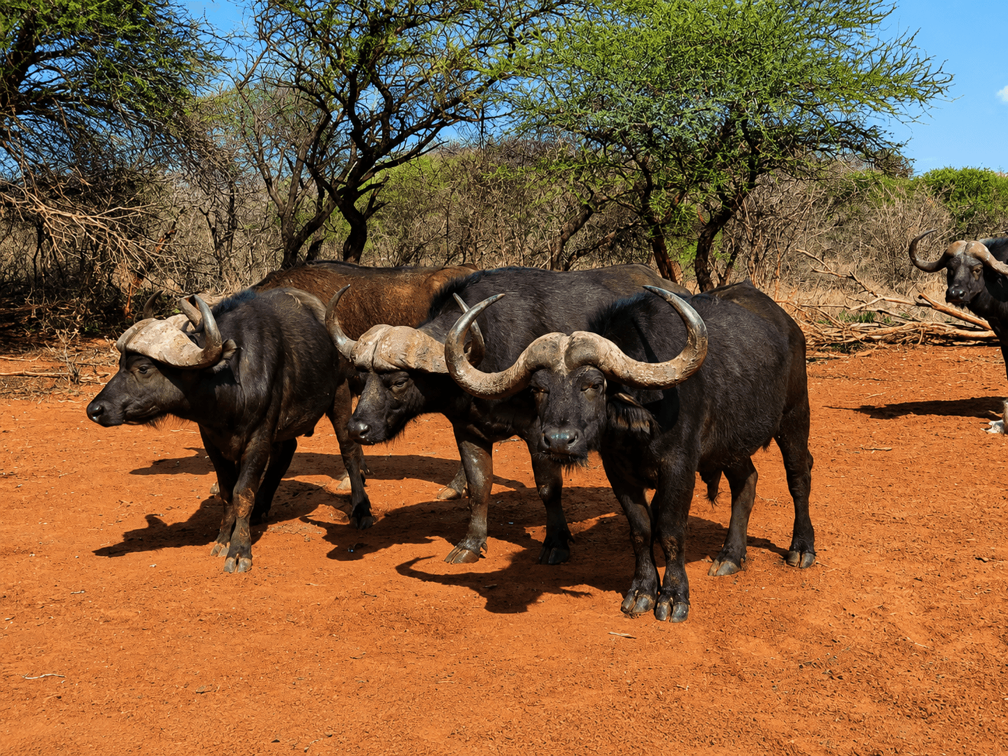 Herd of Cape buffalo in the Limpopo bushveld at Bougasvlei Safaris