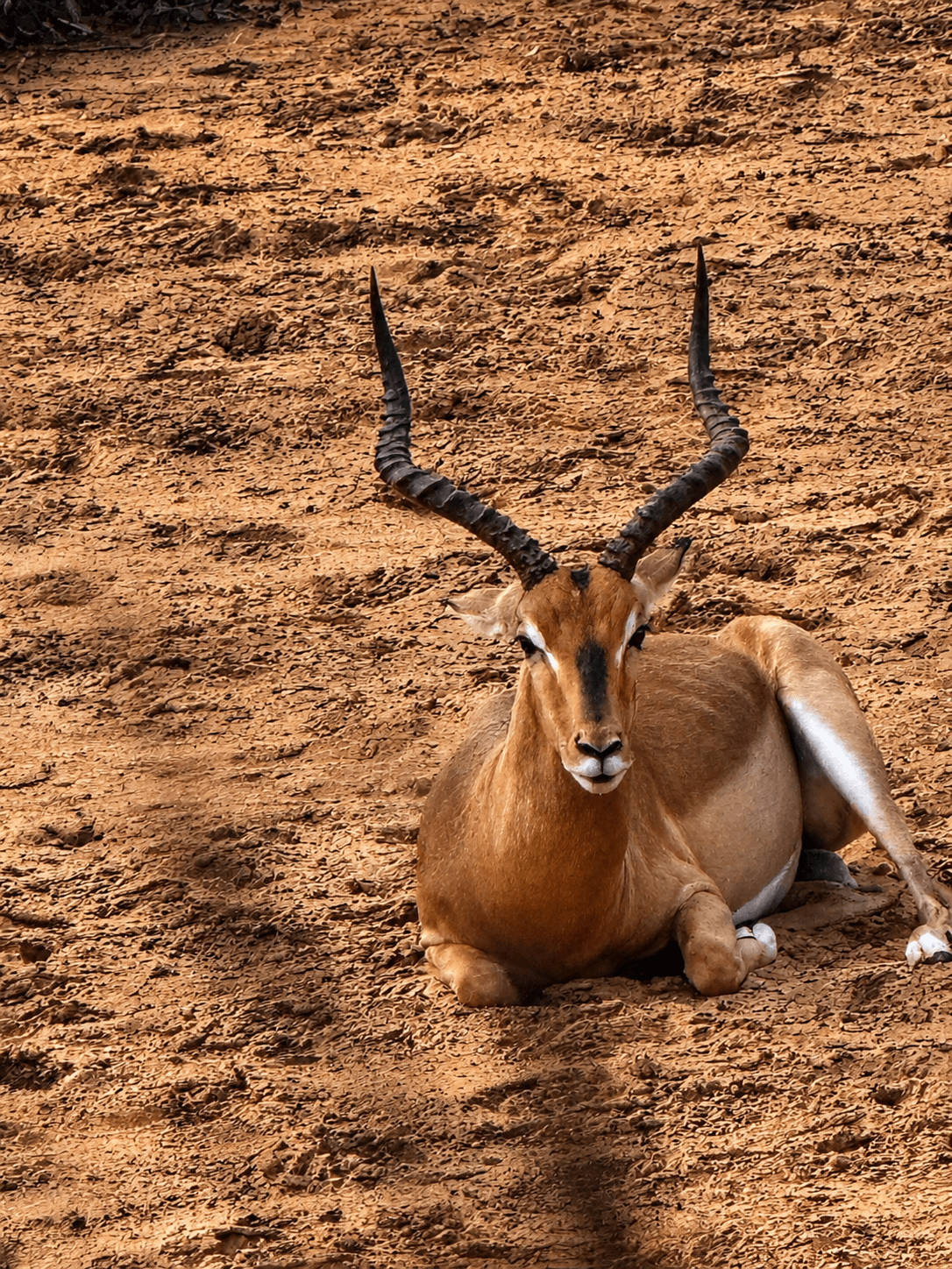 Impala ram resting in the Limpopo bushveld at Bougasvlei Safaris