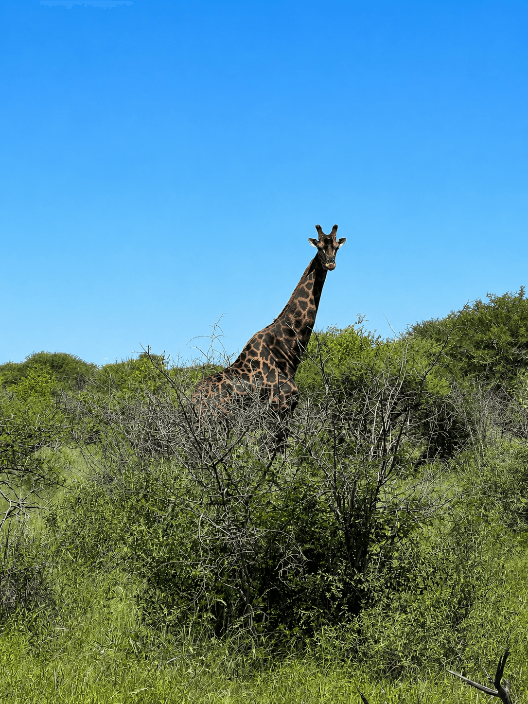 Giraffe standing in the green bushveld at Bougasvlei Safaris, Thabazimbi