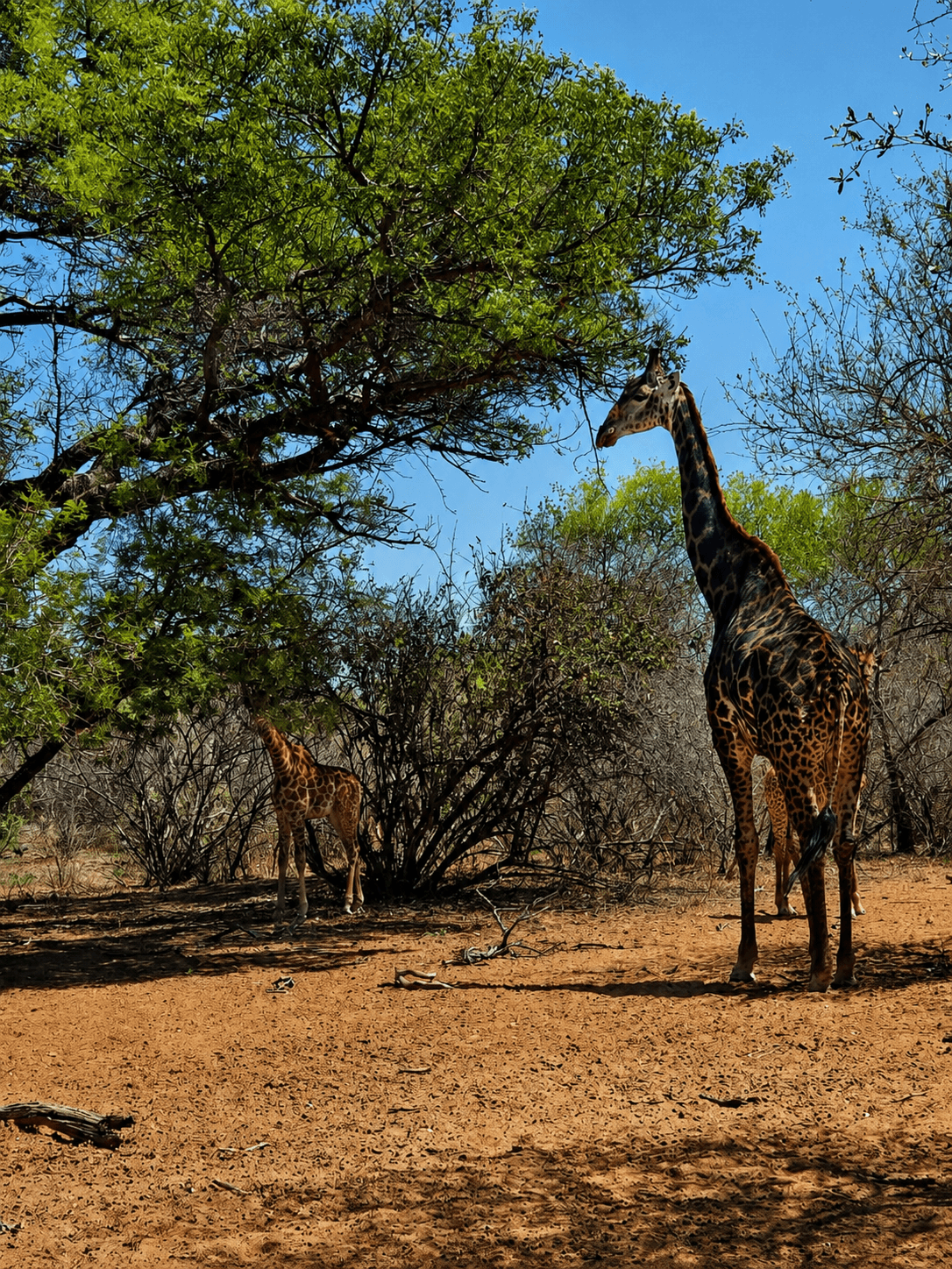 Two giraffes in the bushveld at the Bougasvlei Safaris game farm
