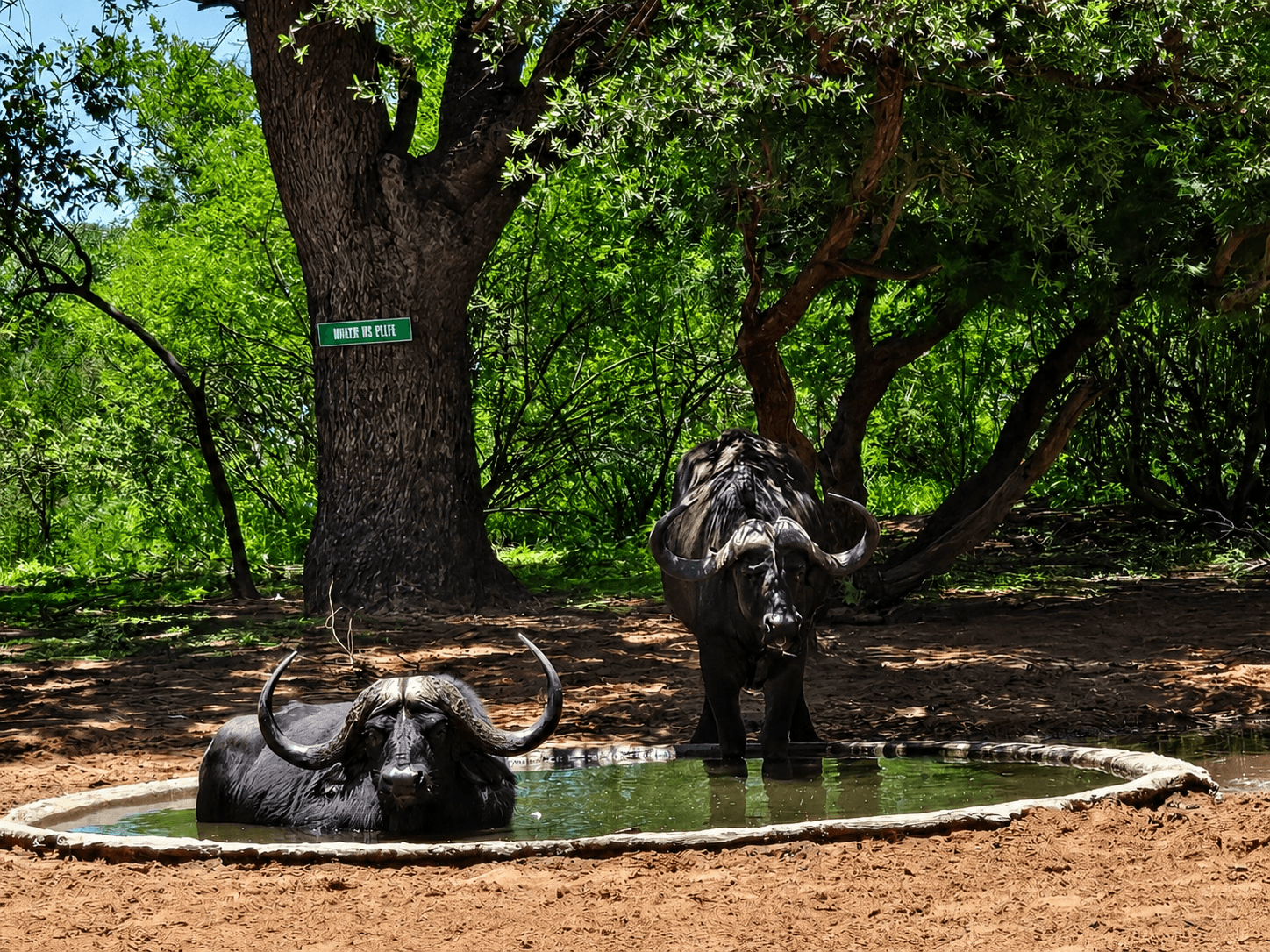 Cape buffalo at a waterhole in the bushveld at Bougasvlei Safaris, Thabazimbi