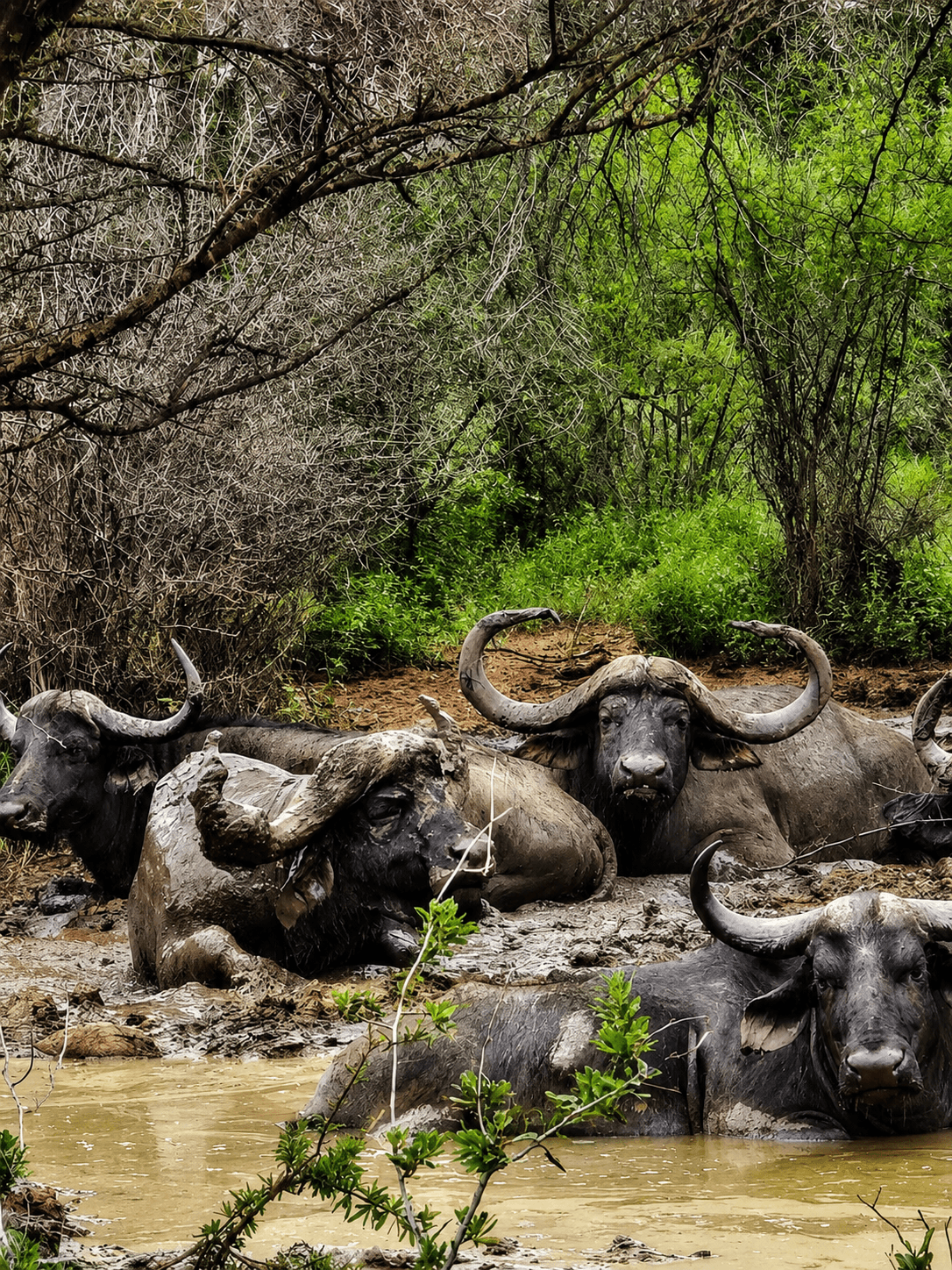 Cape buffalo wallowing at a muddy waterhole at Bougasvlei Safaris