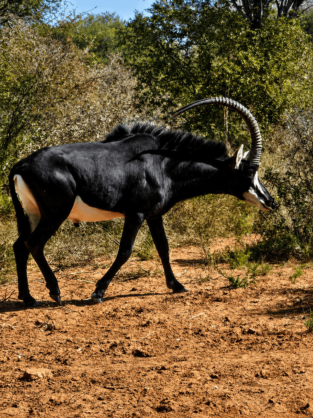 Sable bull in the bushveld at the Bougasvlei Safaris game farm, Thabazimbi