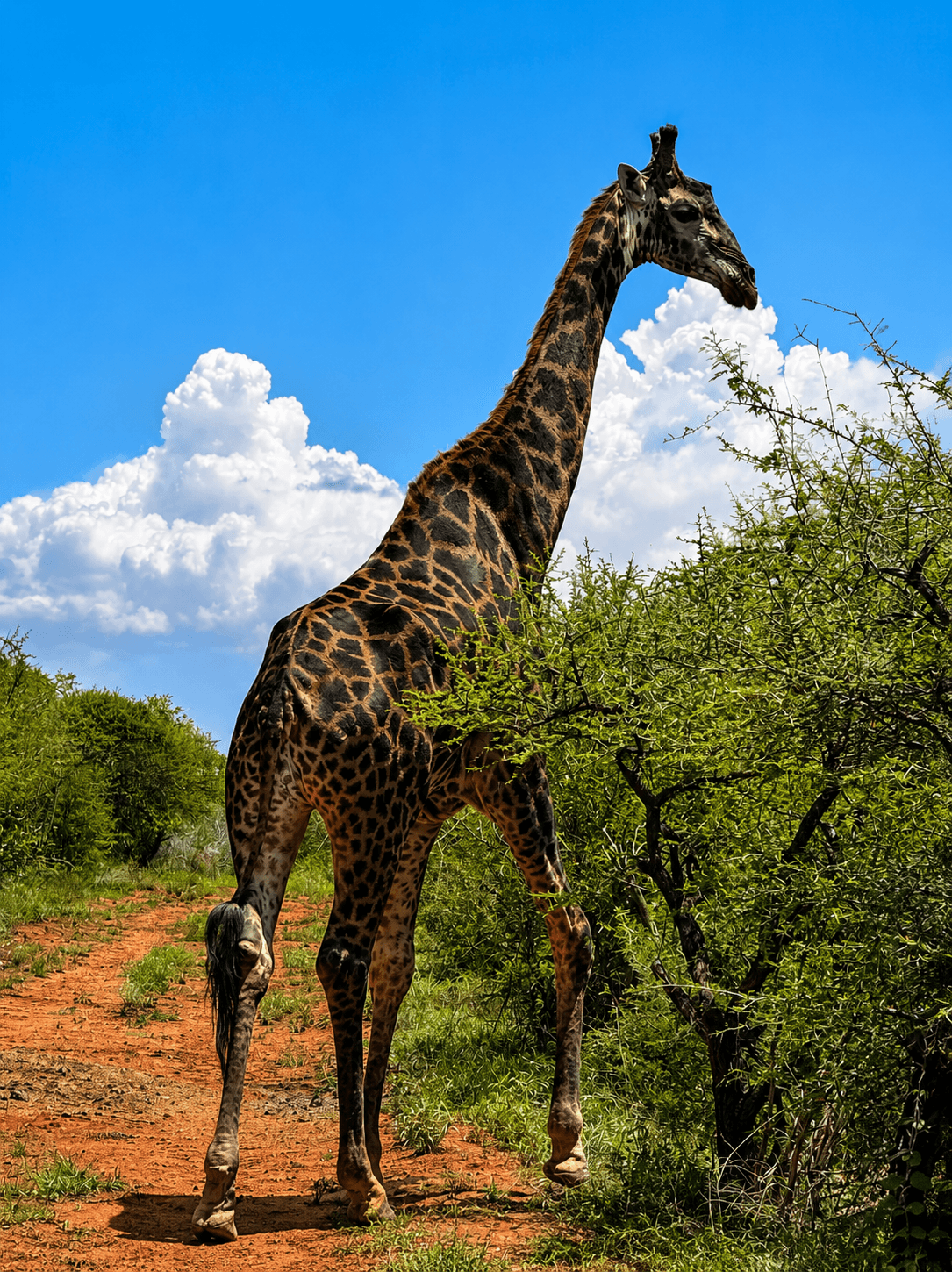 Giraffe walking a bushveld track under dramatic clouds at Bougasvlei Safaris