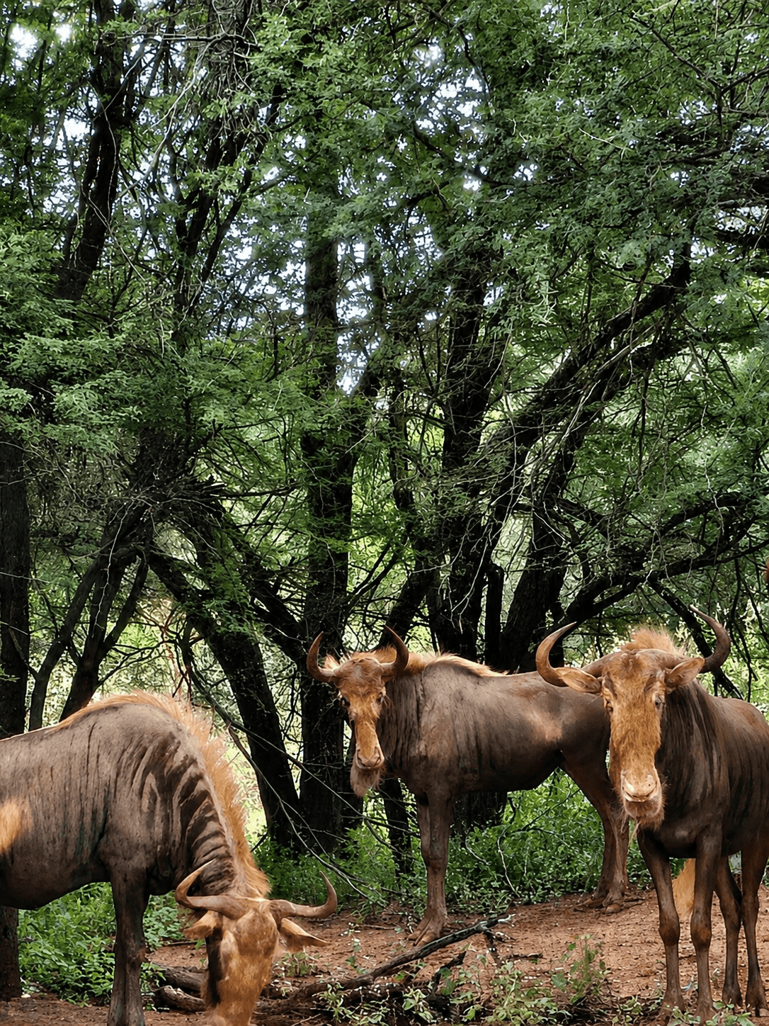 Golden wildebeest in the bushveld at the Bougasvlei Safaris game farm